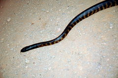 Aspidites melanocephalus