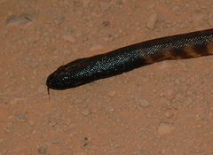 Aspidites melanocephalus