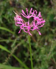 Nerine