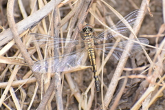 Brachydiplax sobrina