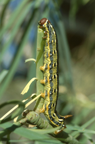 Photo of Barbary Spurge Hawk-moth