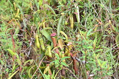 Nepenthes gracilis