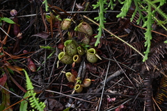Nepenthes ampullaria
