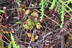 Nepenthes ampullaria