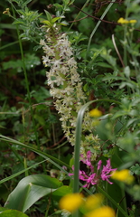 Eucomis comosa