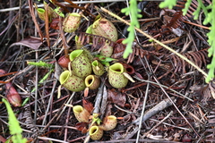 Nepenthes ampullaria