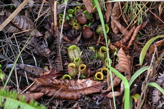 Nepenthes ampullaria