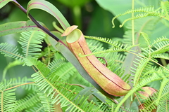 Nepenthes gracilis