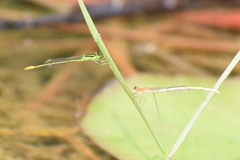 Agriocnemis kalinga