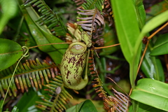 Nepenthes × trichocarpa