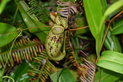 Nepenthes × trichocarpa
