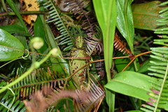 Nepenthes × trichocarpa