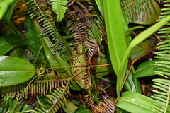 Nepenthes × trichocarpa