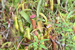 Nepenthes gracilis