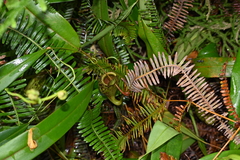Nepenthes × trichocarpa