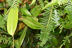 Nepenthes × trichocarpa