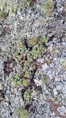 (c) Alejandro Gómez Maya, some rights reserved (CC BY) Sedum furfuraceum, photograph (c) Alejandro Gómez Maya, some rights reserved (CC BY)