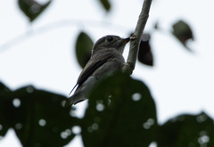 Muscicapa sibirica