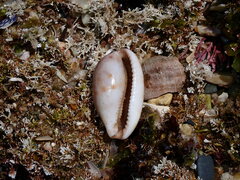 Talostolida pellucens