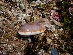 Talostolida pellucens