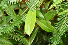 Nepenthes × trichocarpa