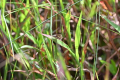 Ampittia dioscorides