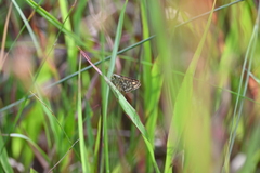 Ampittia dioscorides