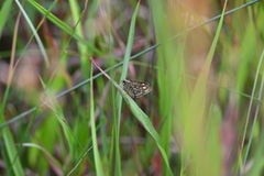 Ampittia dioscorides