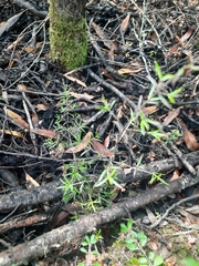 Coprosma microcarpa