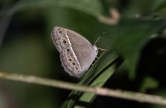 Mycalesis mineus