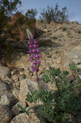Lupinus arizonicus