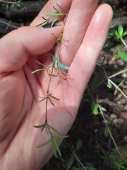 Coprosma microcarpa