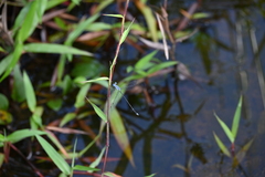 Lestes praemorsus
