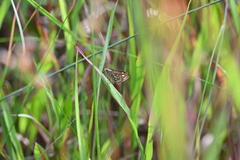 Ampittia dioscorides