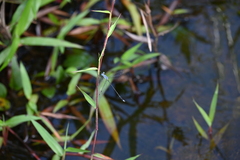 Lestes praemorsus