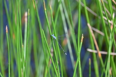 Lestes praemorsus