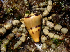 Conus vexillum
