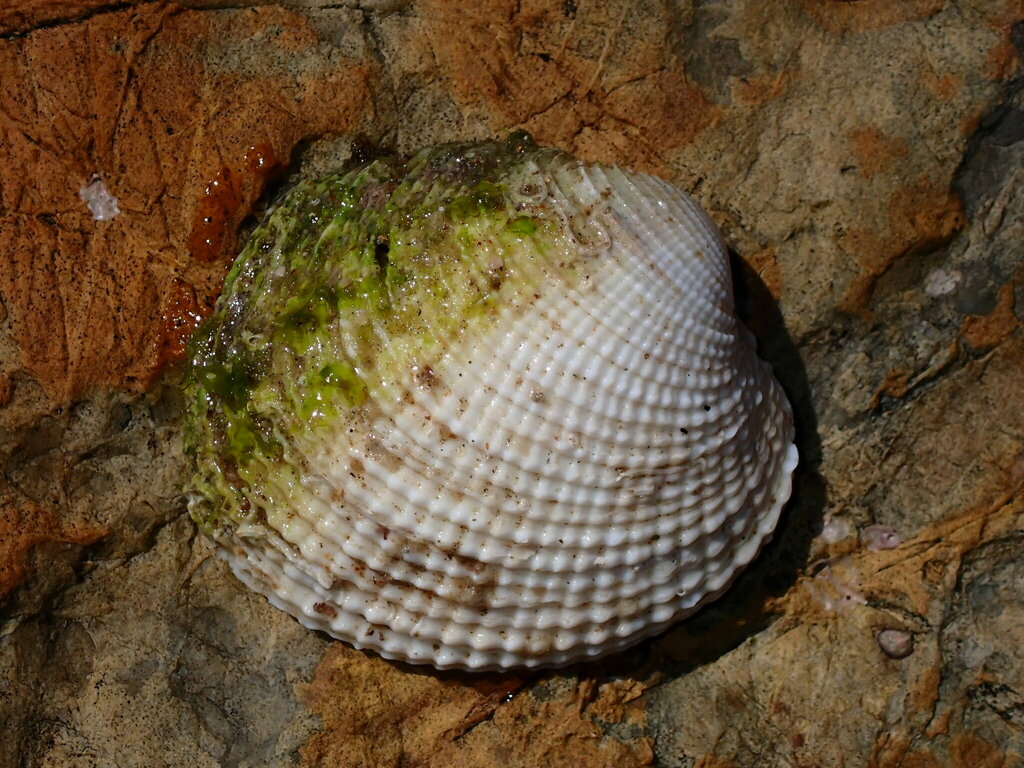 Periglypta reticulata from Woolgoolga NSW 2456, Australia on February ...