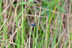 Rhyothemis triangularis