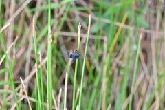 Rhyothemis triangularis