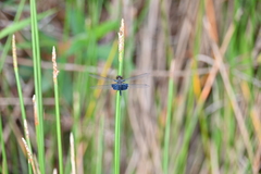 Rhyothemis triangularis