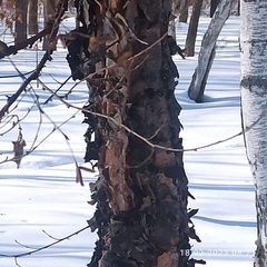Betula dauurica