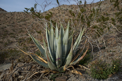 Agave deserti