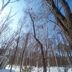 Betula dauurica