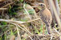 Anthus rufulus