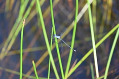 Lestes praemorsus