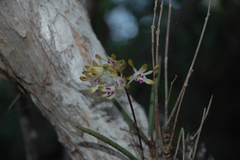 Dendrobium canaliculatum
