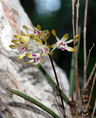 Dendrobium canaliculatum