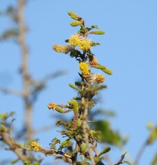 Dichrostachys cinerea