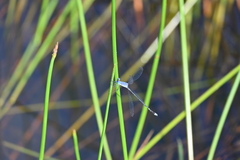Lestes praemorsus